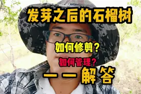 石榴树发芽以后，如何修剪？如何管理呢？今天一一解答视频封面