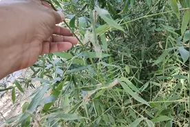 杀灭竹子有技巧，用这两种方法，就能连根铲除视频封面