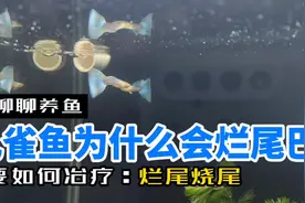什么是烂尾烧尾？孔雀鱼为什么会烂尾烧尾？要如何冶疗烂尾烧尾？视频封面