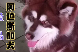 一只极品阿拉斯加犬，10000多买的5个月大重150斤，每月花4000元
