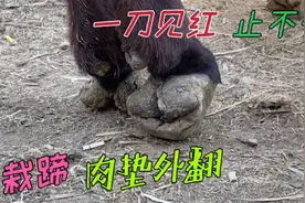 三栽蹄儿肉垫外翻两侧，蹄心一刀见红水，4个人修3个蹄，看看多难视频封面