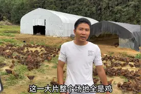200亩山林放养1500只土鸡，小伙准备追加5万扩大养殖规模，加油干视频封面