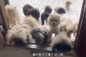 刚到养户家，一群狗狗就争先恐后的前来相迎，这画面太暖心了视频封面