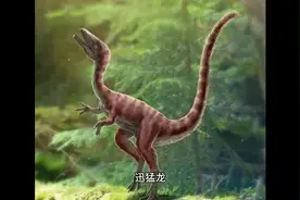 迅猛龙视频封面