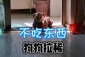 狗狗拉稀，不吃东西，铲屎官用了一个小方法，狗狗就恢复健康了。视频封面