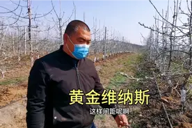 山东威海最贵的苹果原来是这个品种，10多块1斤，种植大有讲究视频封面