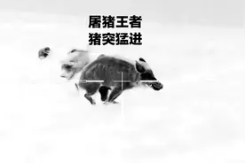 德克萨斯州利用热成像技术清除泛滥野猪和郊狼，撂倒的野猪怎么办视频封面