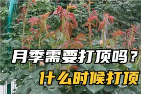 月季为什么要打顶？目的是什么？什么时候需要打顶视频封面