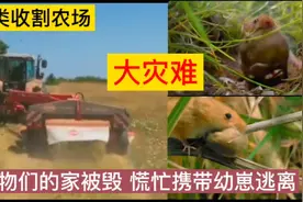 收割鼠的家被人类高科技摧毁，只能默默携带幼崽逃离，他们太难了视频封面