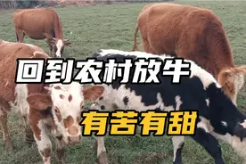 回到农村养牛，忙忙碌碌不知不觉就要满三年了，一路坎坷前路迷茫视频封面