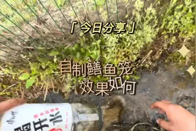农村小伙变废为宝，一起看看自制鳝鱼笼抓黄鳝效果如何？视频封面