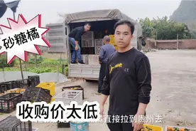 由于砂糖橘本地收购价太低，广西小伙不忍心贱卖，拉去贵州摆地摊视频封面