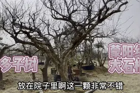 北方庭院最适合种的“镇宅多子树”、种上一棵好看上档次，还旺财视频封面