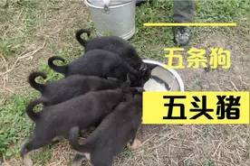 5只小狗一天一桶饭！能叔不禁感叹：养了五头猪！视频封面