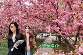 石家庄 河北科技大学 4月樱花盛开 美丽的校园 别样风情 别样红视频封面