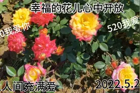 亲爱的朋友你好，彼此关心，相依相携白头偕老，让人间充满爱。视频封面