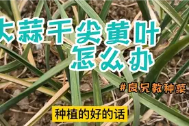 大蒜出现干尖黄叶怎么办，只需一招就能解决视频封面