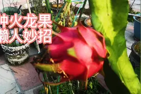 盆栽火龙果，看她如何浇水，驱蚂蚁，除草，越懒越好
