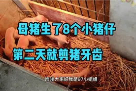 母猪生了8只小猪仔，就被母猪压死了一只，第二天开始剪猪牙齿!视频封面