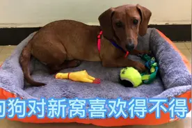 狗狗看见自己的新窝什么样子？看得出很满意了！视频封面