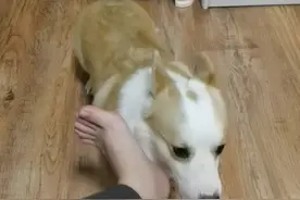 让狗子亲自己的脚是什么反应？喜欢还是抗拒？视频封面