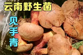 云南特色野生菌见手青，炒吃杂菌里最好吃的一种，又香又下饭