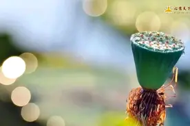 胯下之辱的故事。忍得一時之氣，免得百日之憂。增廣賢文。视频封面