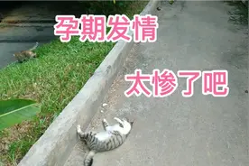 可怜流浪猫孕期发情痛苦，太惨了，喂养人考虑捉它回家待产坐月子视频封面