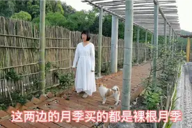 她花2年的时间，把农村菜地改造成月季花园，网友们说太羡慕了视频封面