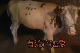 母牛不明原因有流产迹象，打一针黄体酮看能不能挽救视频封面