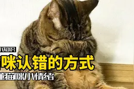 四种猫咪的“道歉”行为，你家猫对你认错过吗？视频封面