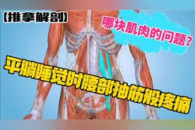 平躺睡觉时，腰部抽筋般酸痛，是哪块肌肉的问题？【推拿解剖】视频封面