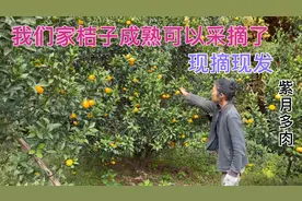 我们家的棉橘成熟了，今年旱干导致桔子产量少，桔子很甜现摘现发视频封面