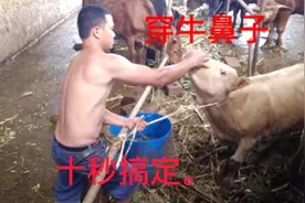 不会穿牛鼻子的养牛新手。来看看吧，十秒钟就搞定。
