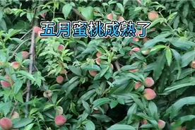 五月蜜桃成熟，今年天气比较好，桃子比去年卖的贵一些视频封面