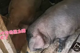 张家界疫情这么严重，黄小仙养这么多黑土猪，卖不出去怎么办呀视频封面