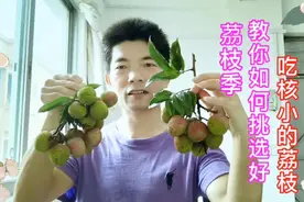 6月大量荔枝上市啦，知道如何选挑好吃核小的荔枝吗？无荔不夏天