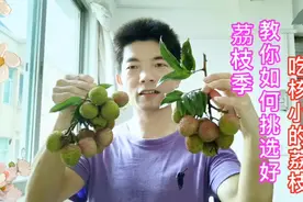 6月大量荔枝上市啦，知道如何选挑好吃核小的荔枝吗？无荔不夏天视频封面