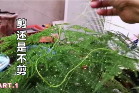 文竹长长的笋怎处理？剪掉会长侧枝，留着会长成什么样子？视频封面