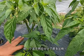 辣椒想高产，整枝去叶是关键，做对了，提高几倍产量！视频封面