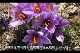 藏红花的功效视频封面