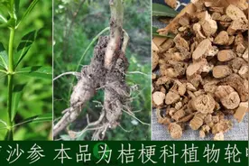南沙参·单味中药助记小视频视频封面
