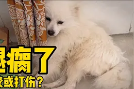 狗狗腿突然瘸了，痛得不停颤抖不准人碰，不知是被咬还是人为打伤视频封面