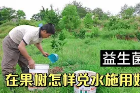 益生菌在果树怎样来兑水施用量，更能发挥其作用？给小树施用分享视频封面