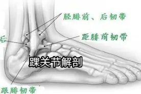 人体局部解剖学-踝关节解剖视频封面
