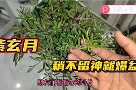 多肉紫玄月好养易活，插土里就能活，稍不留神就爆盆。视频封面