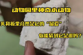 动物园里的神奇动物，馒头和板栗是它的最爱，大尾巴可以挡风遮雨视频封面