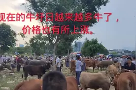 牛圩日越来越多牛了，价格也有一些上涨这是什么原因呢？视频封面
