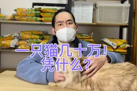 一只猫几十万？凭什么？视频封面