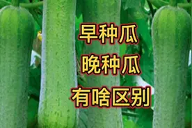 早上种瓜光开花、晚上种瓜多结瓜，到底是啥意思，很多人分不清视频封面